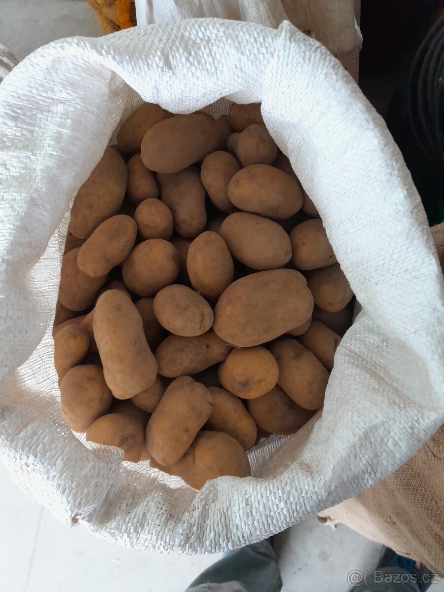 Konzumní brambory na uskladnění - 2