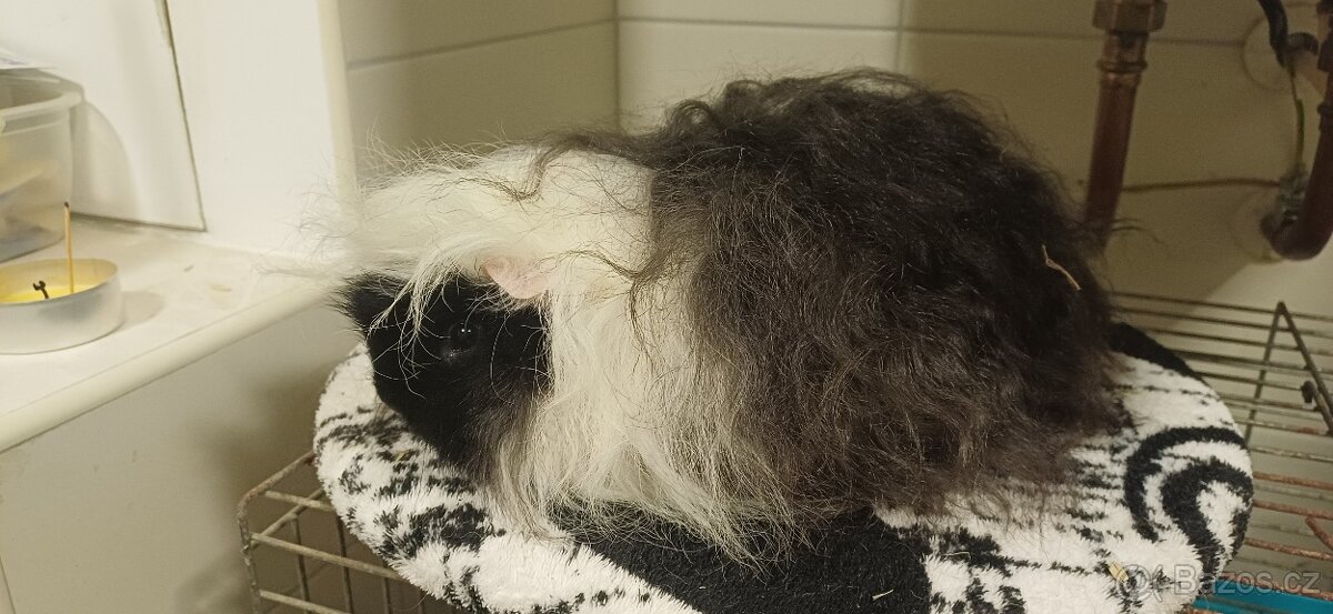 Morčátka Alpaka a Minipli - 2