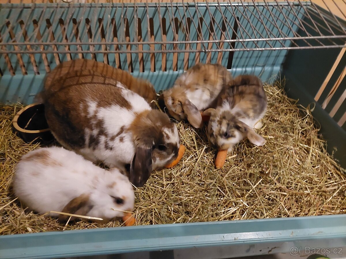 Zakrsli kralik minilop - 2