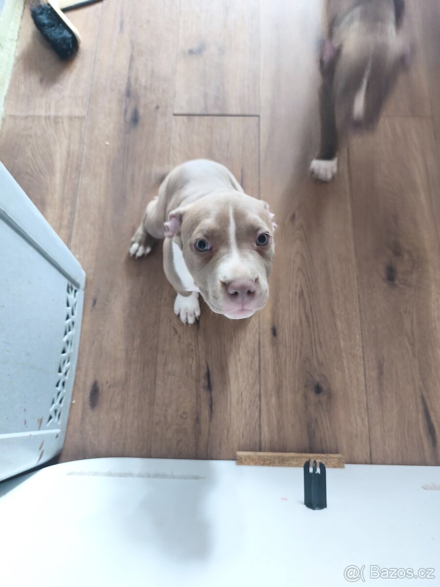 Dva kluci American bully Xl - 2