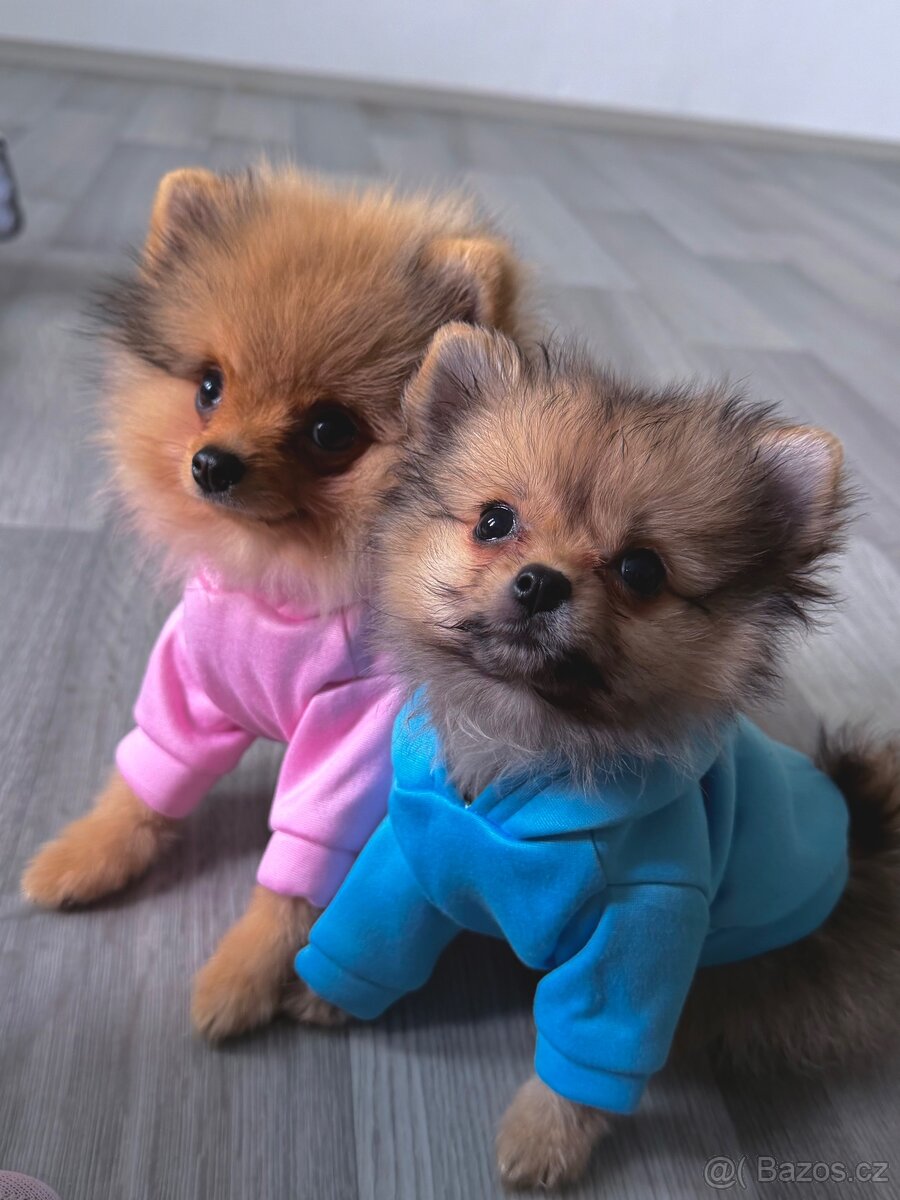 Štěňata (Pomeranian) - 2
