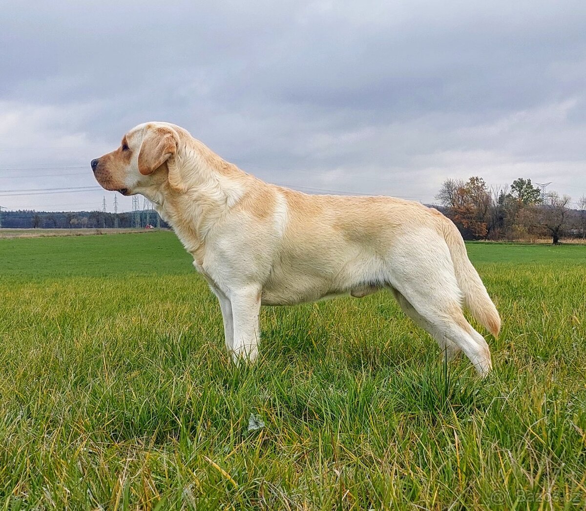 Nabídka krytí - labradorský retrívr - 2
