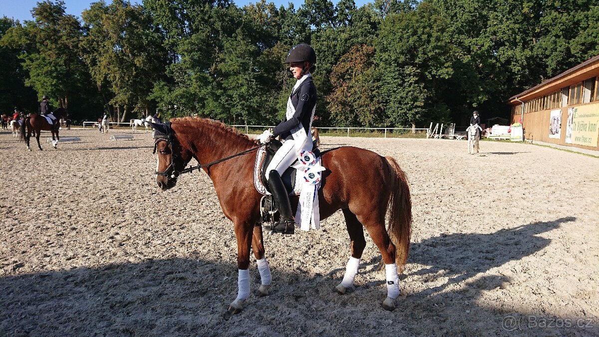 14-ti letá klisna WPBr - SLEVA - 2