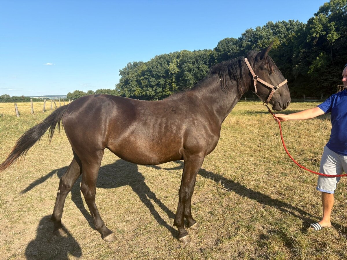 Starokladrubský vraník - 2