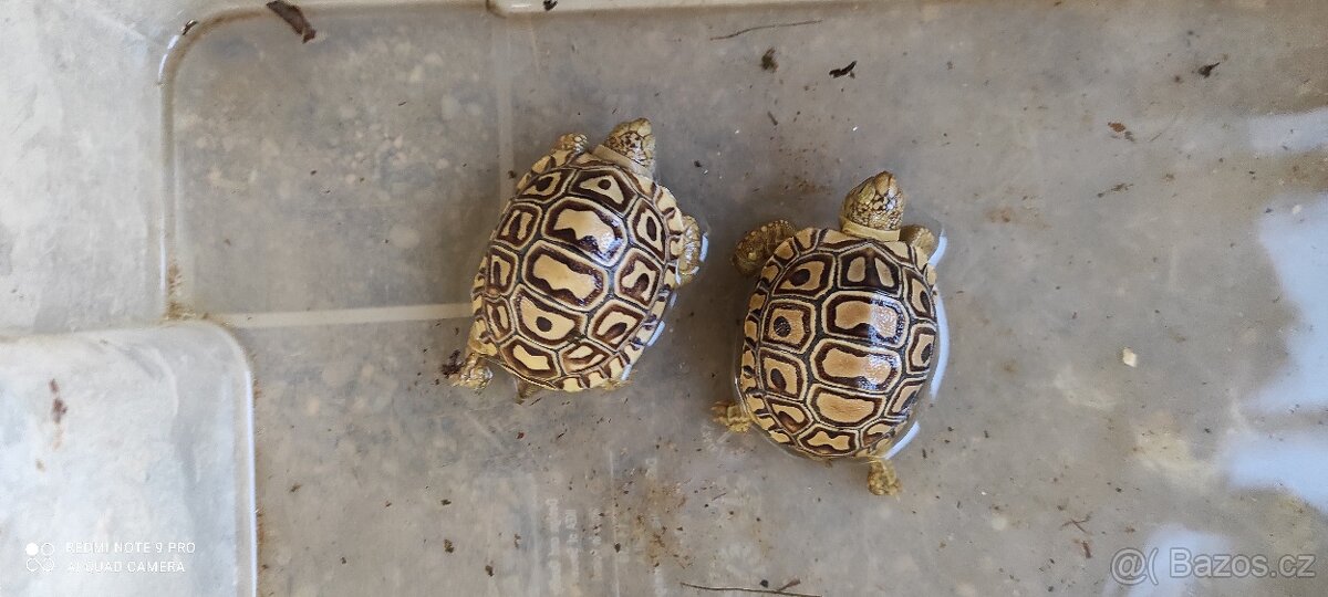 Želva pardálí - 2