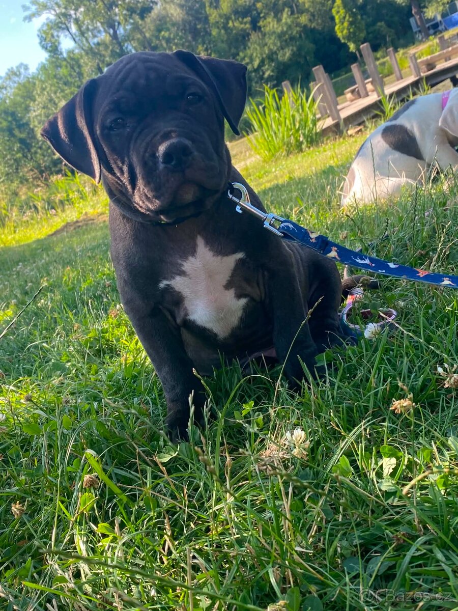 American bully XL - 2