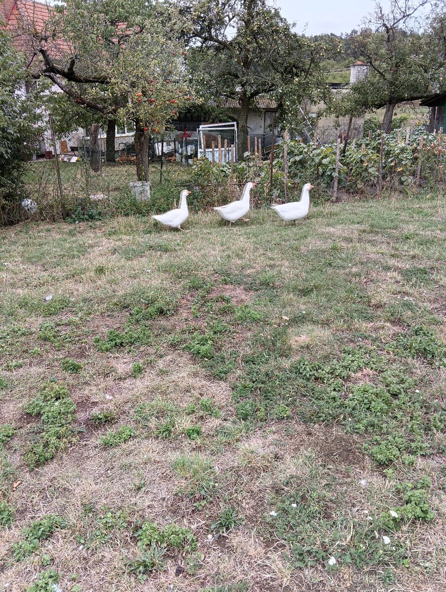 Husa česká - 2