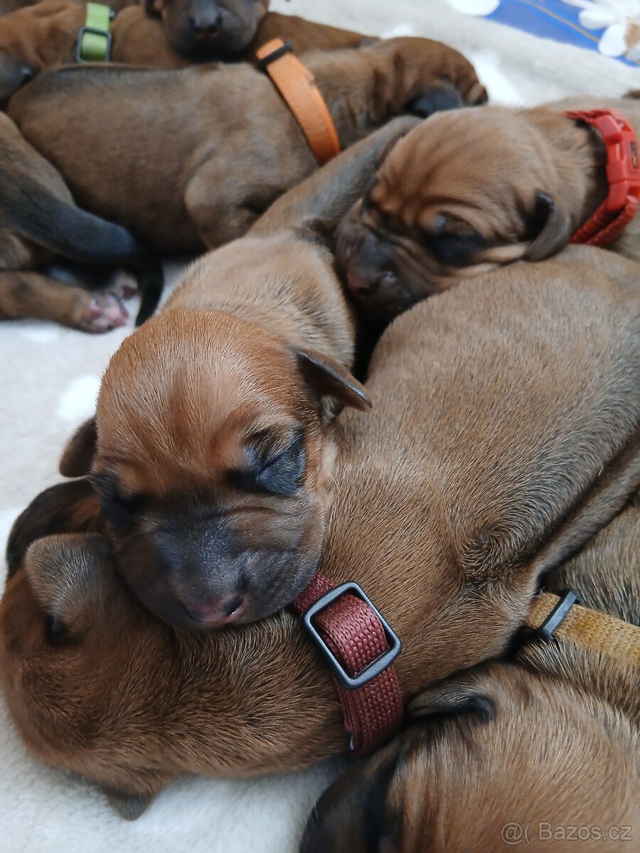 Rhodeský ridgeback - 2