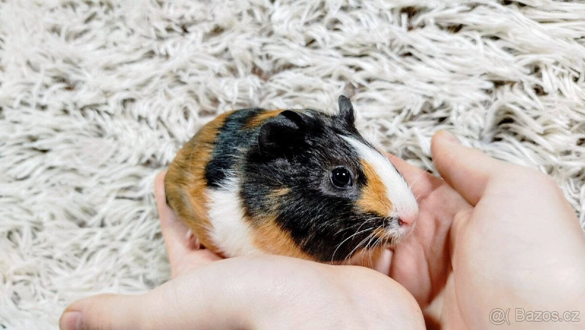 Morče, Morčata, Morčátko, Morčátka -JUSTÝNA A JESSIE - 2