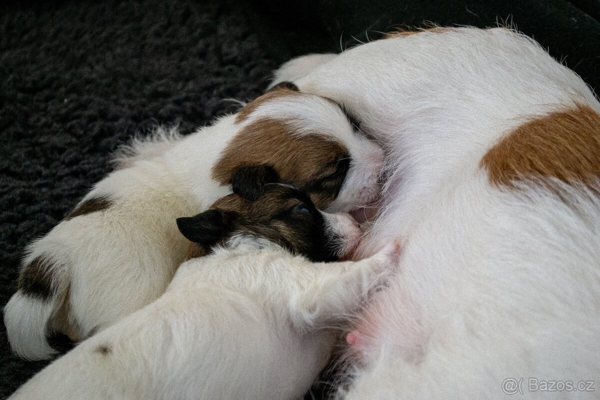 Jack Russell Terrier s PP - 2