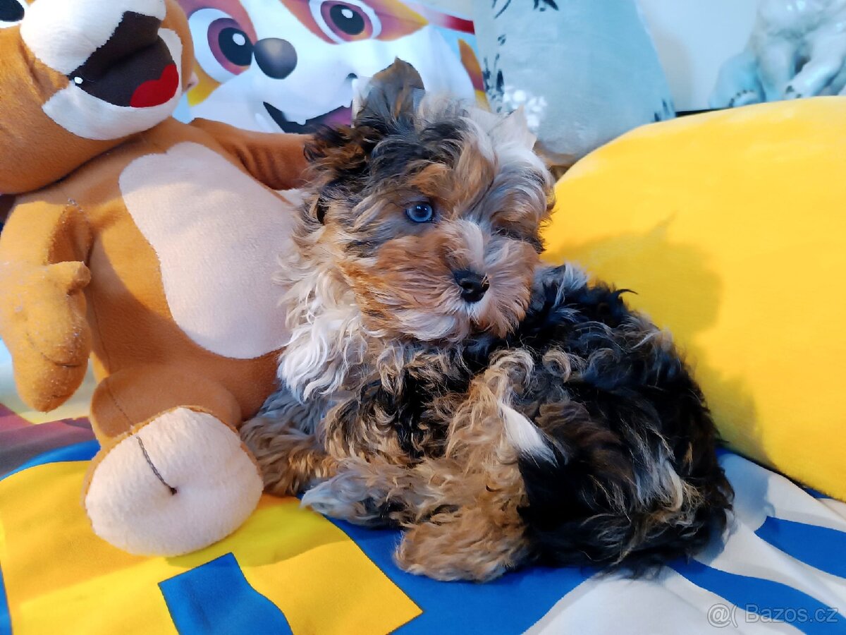 Jorkšírský teriér - 2