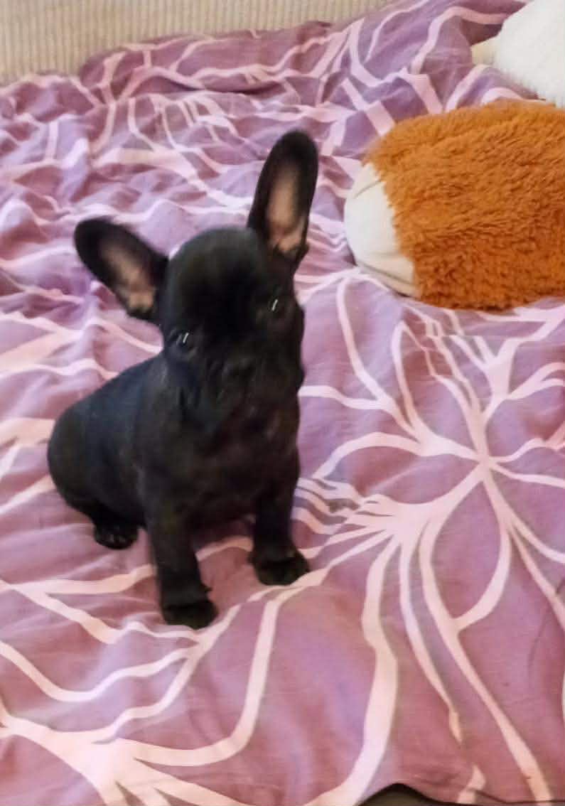 Francouzský buldoček - 2