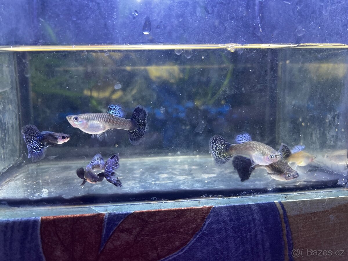 Paví očka Blue Dragon - 2