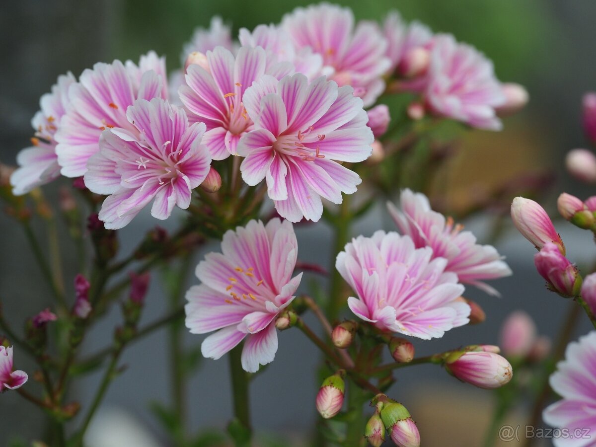 Lewisei- ruzova, bila, merunkova - 2
