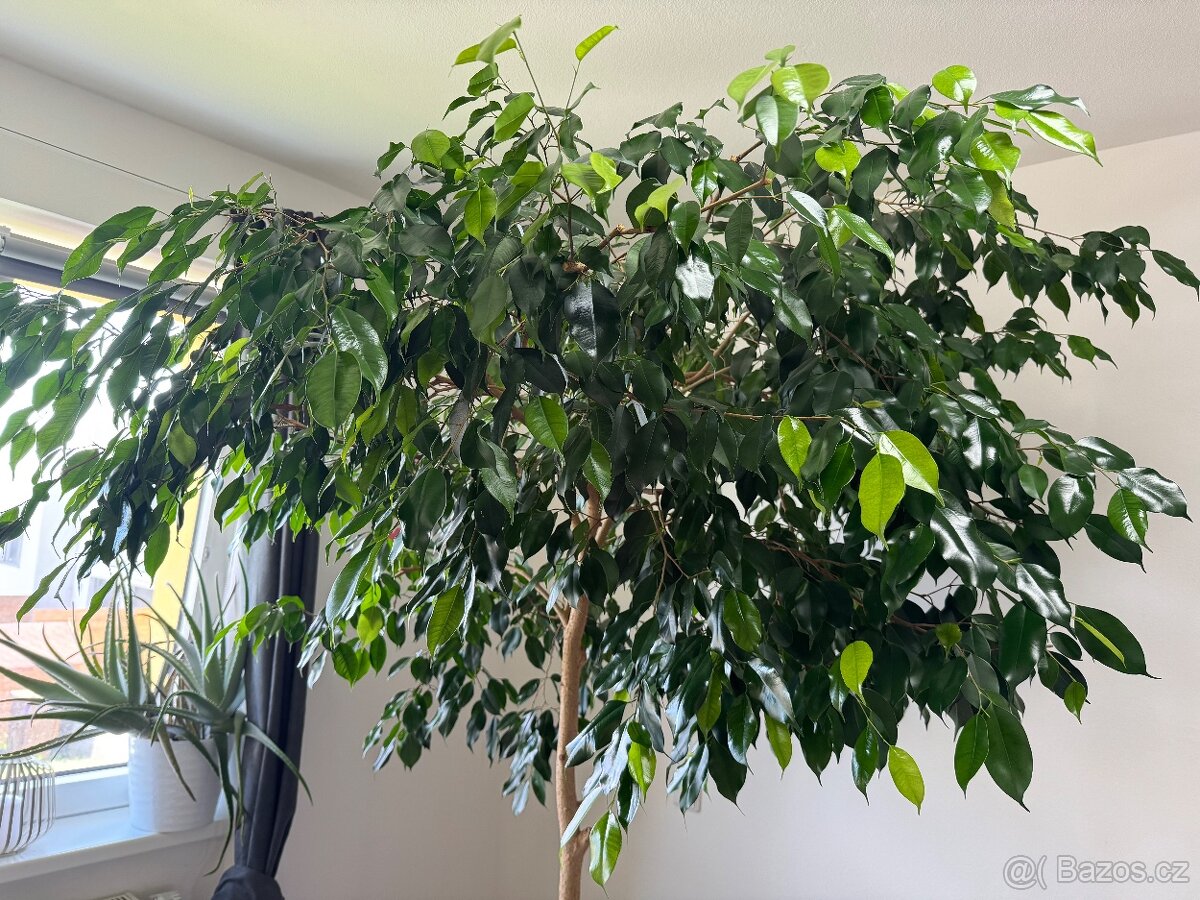 Strom Ficus Benjamin - 2