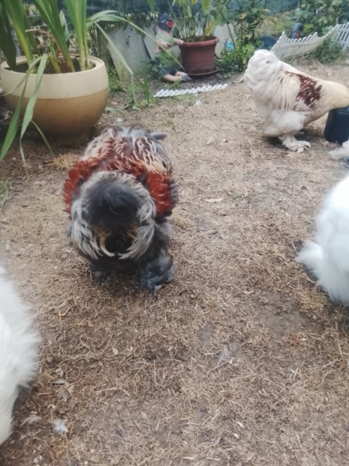 Prodám 2 kohouty 🐓 - 2