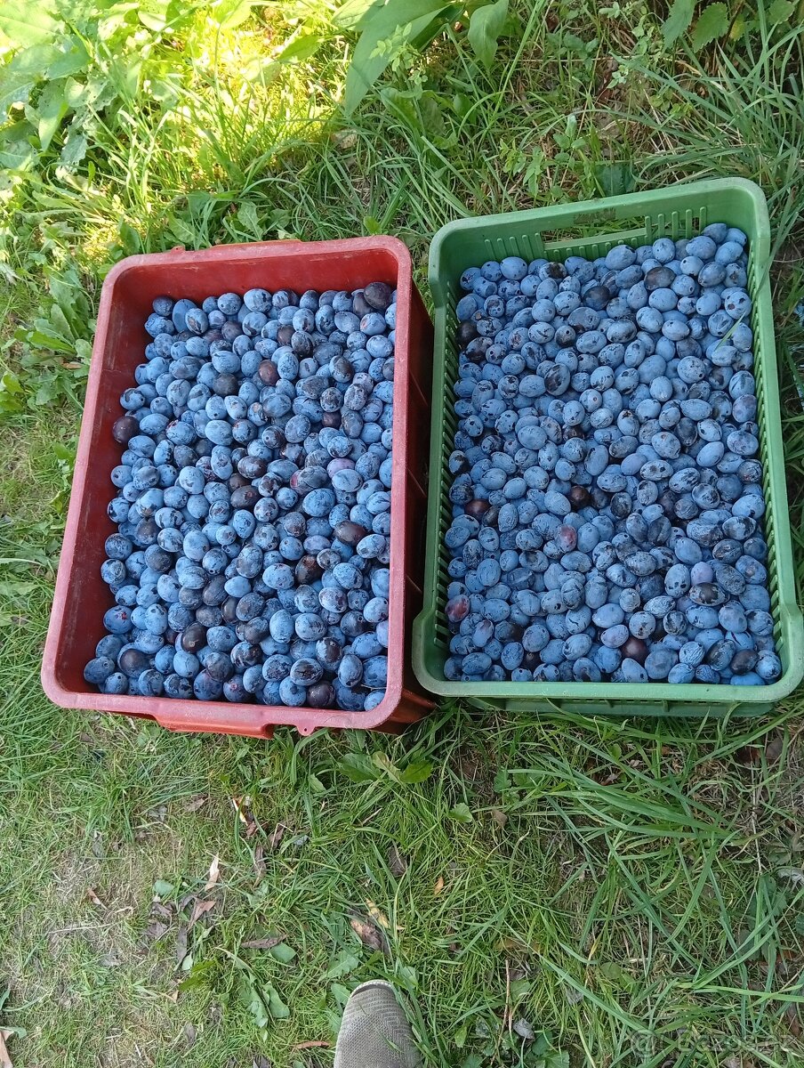 švestky na kvas - 2