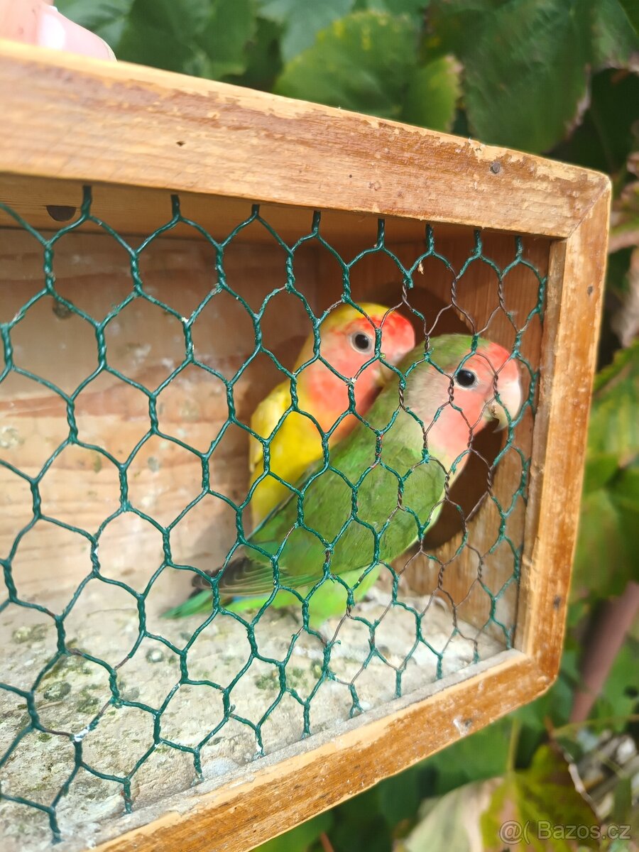 Agapornis ruzohrdly - 2