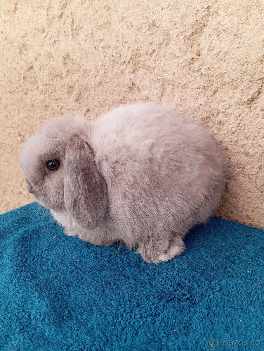 beránek - 2