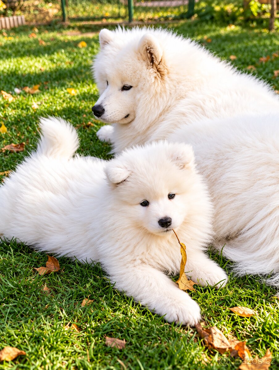 Samojed s PP - štěňátka - 2