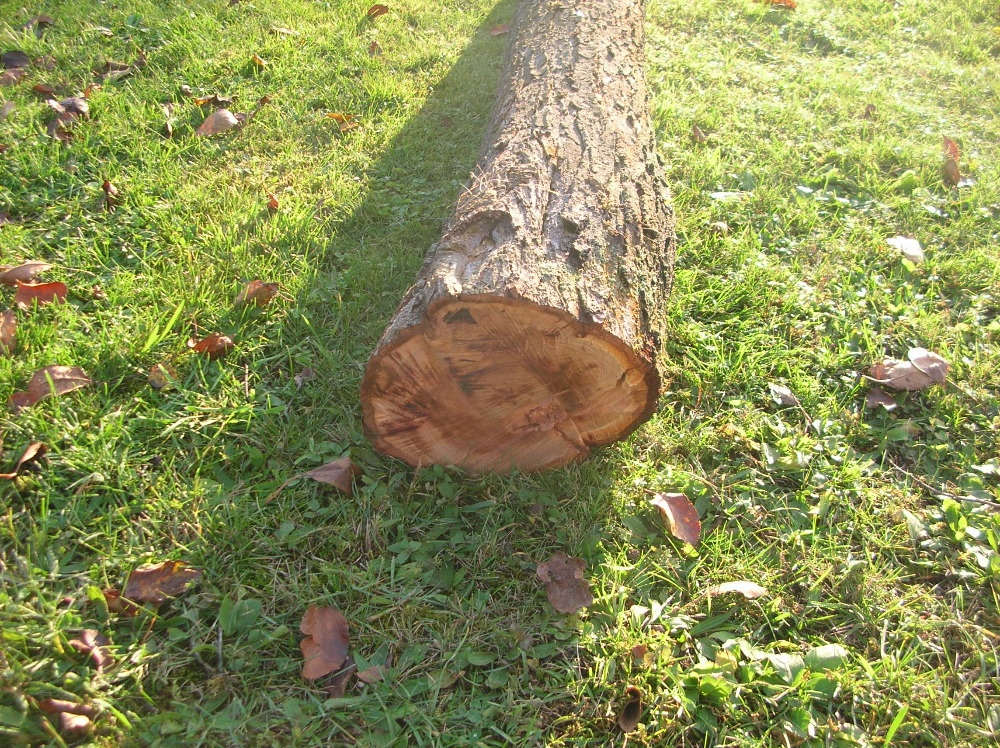 Dva kmeny švestky - 2