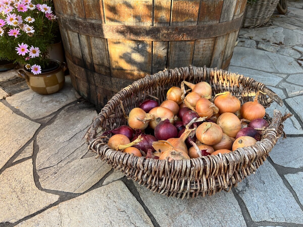 Domaci cibule,jako prebytek z pole,,bez chemie - 2