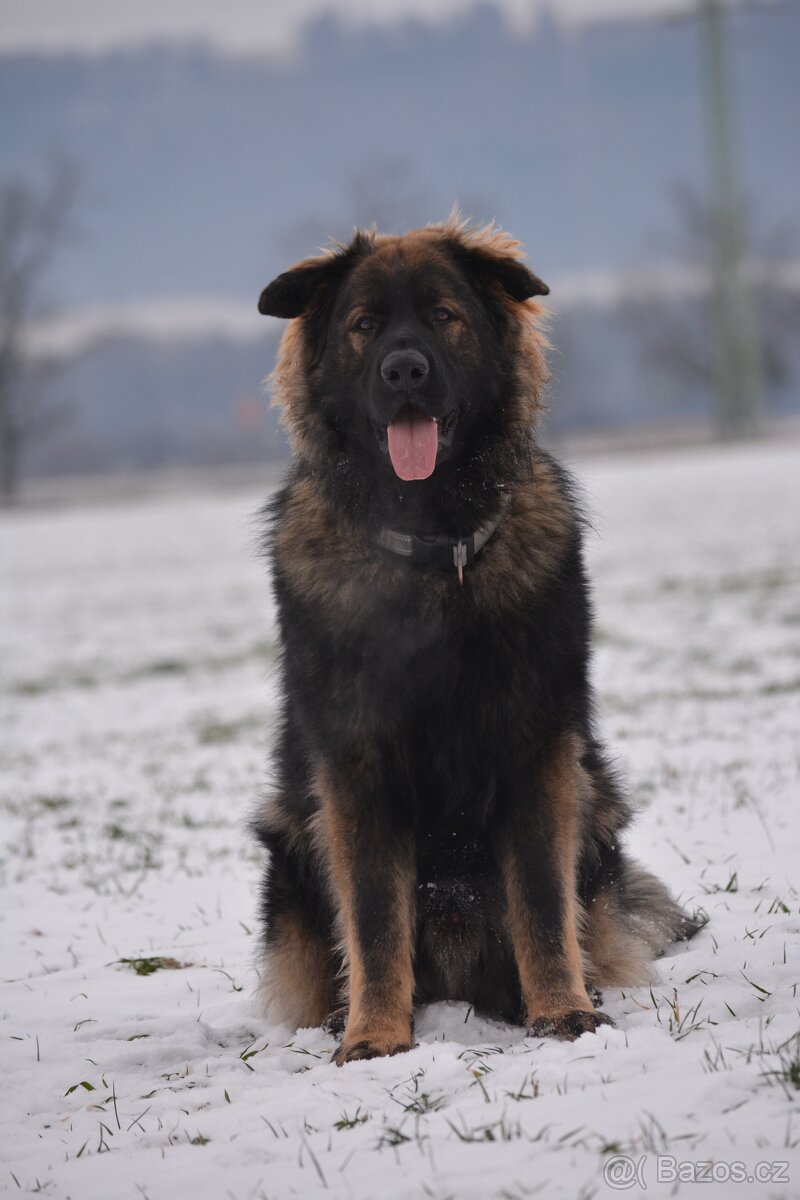 Německý ovčák s PP - 2