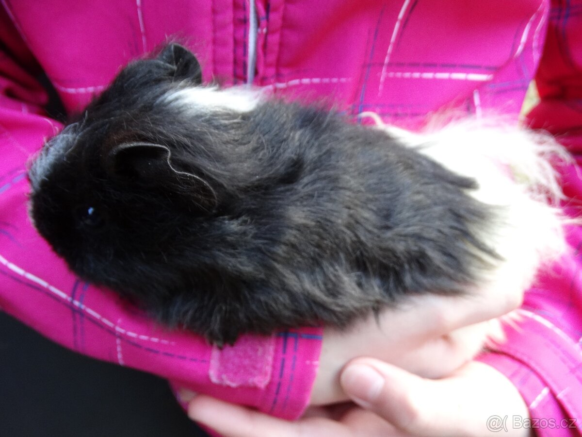 Mladý sameček, morčátko na mazlíka - 2