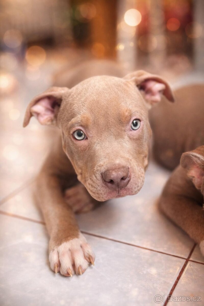 American bully xl - 2