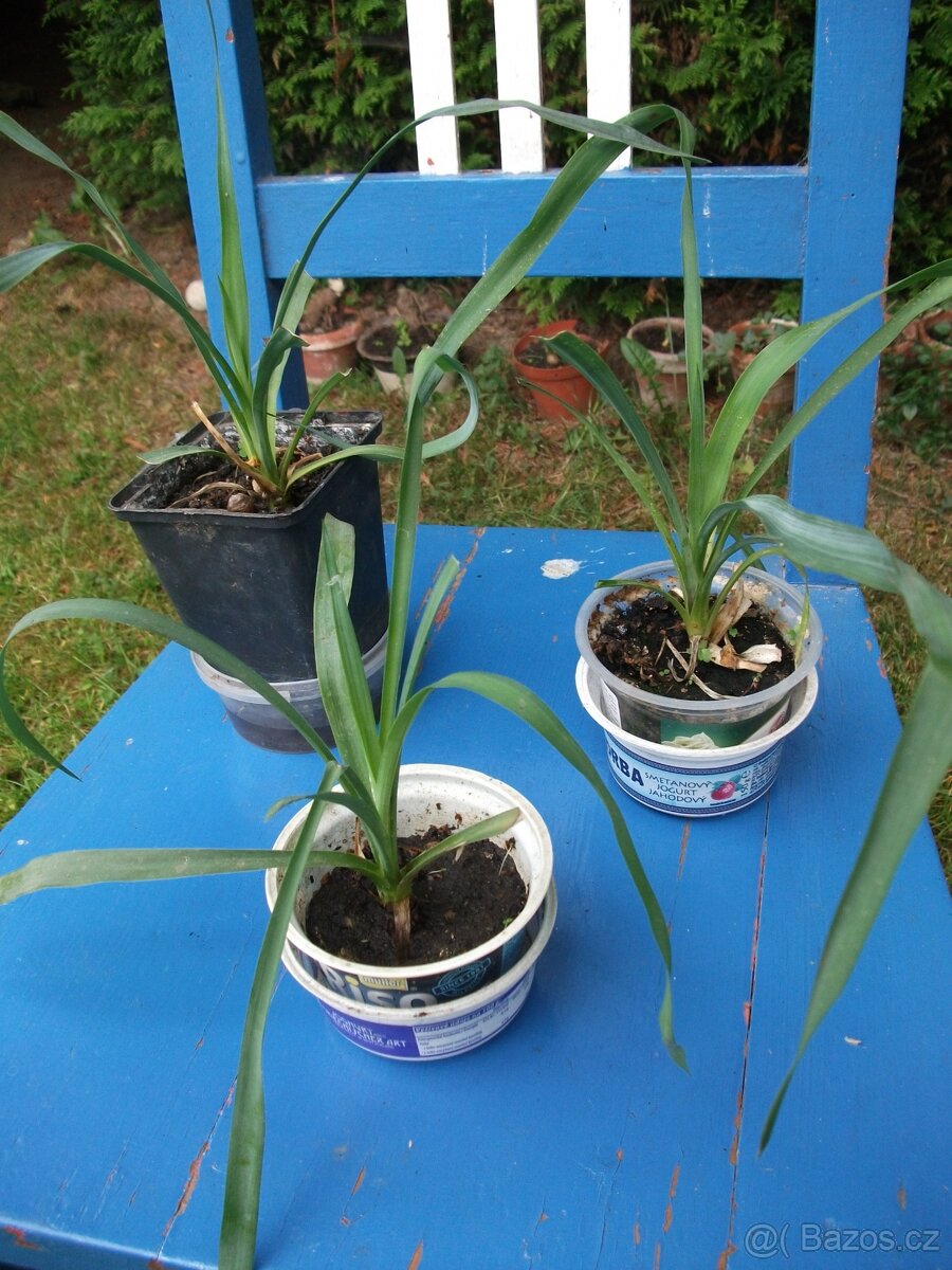 Malé pokojové květiny - 2