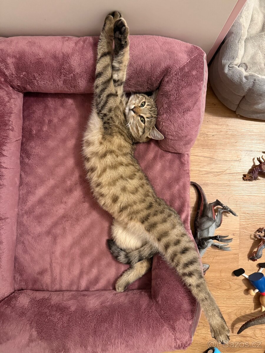 Kocourek Bobek - 5 měsíců. - 2