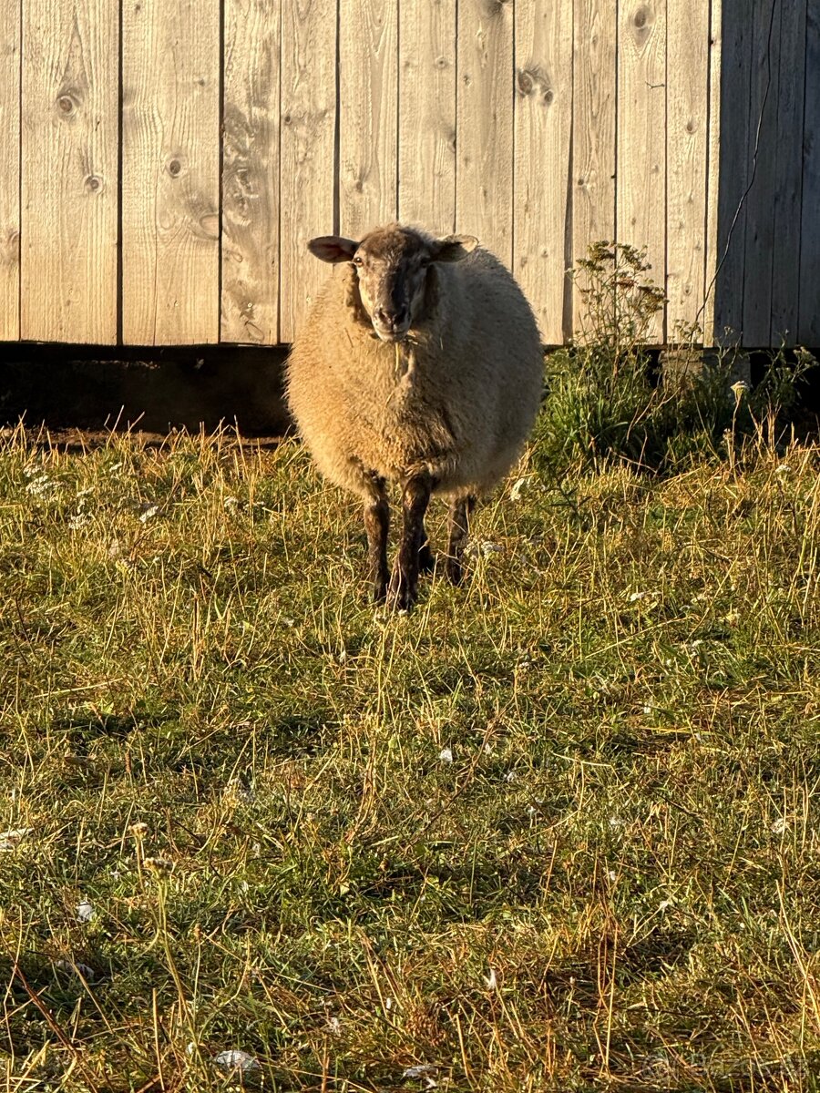 Jehnička kříženec - 2
