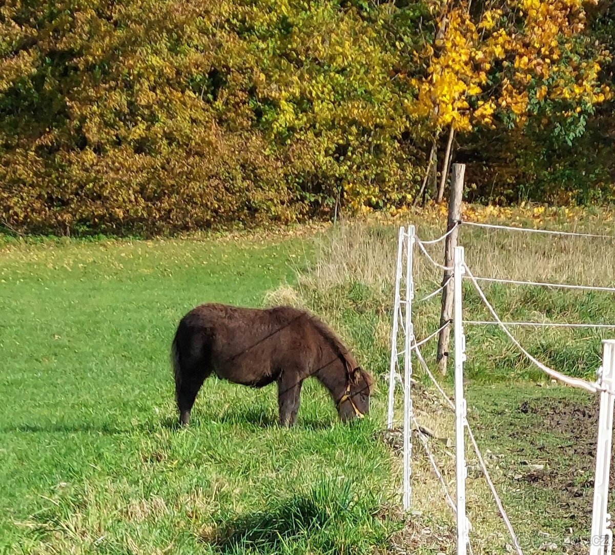 Úžasný poník - 2