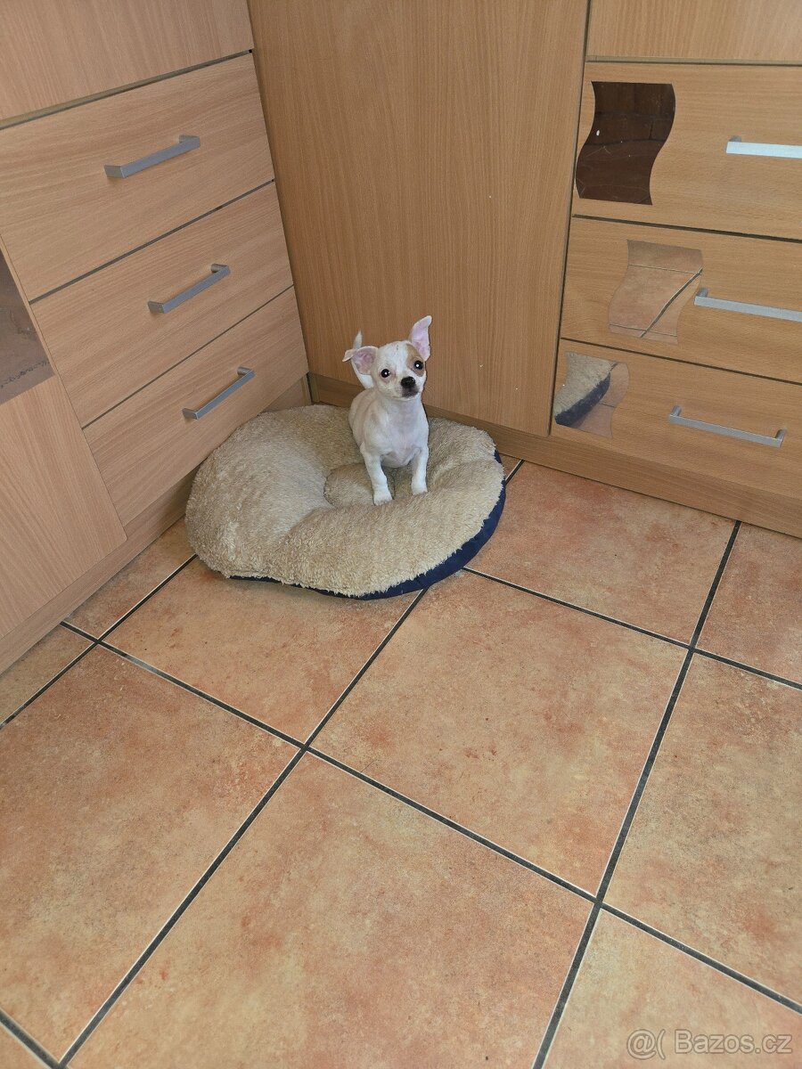 ČIVAVA KRÁTKOSRSTÁ slečna - 2