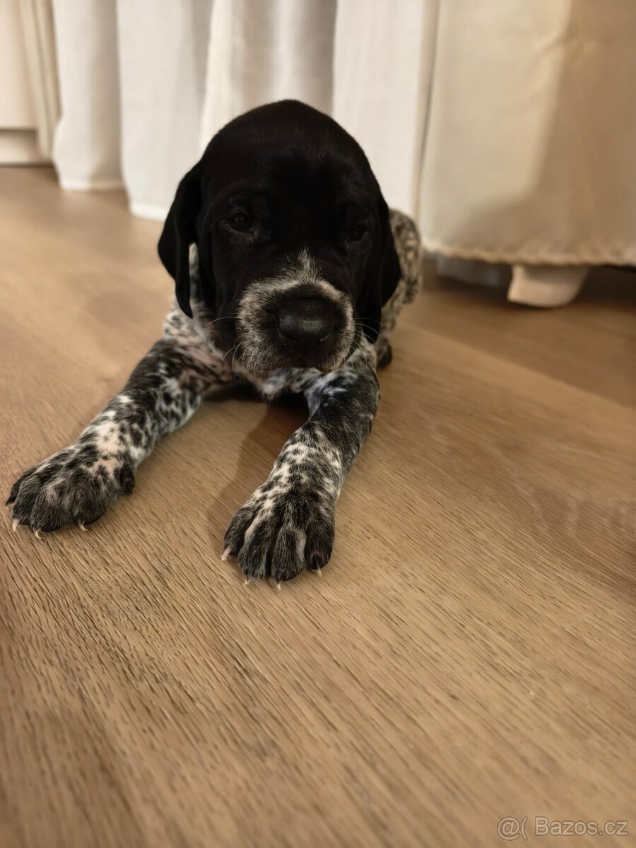 Německý krátkosrstý ohař - 2