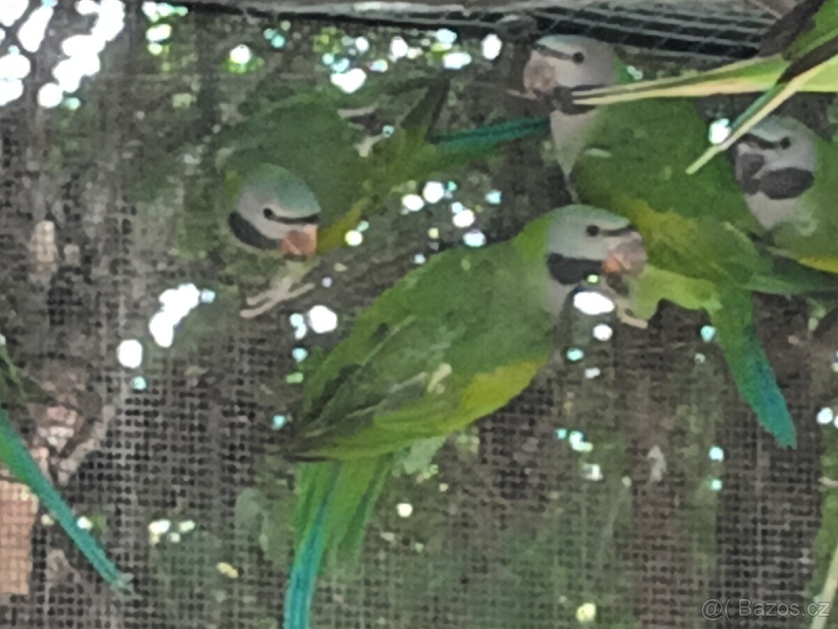 Prodám alexandry čínské - 2