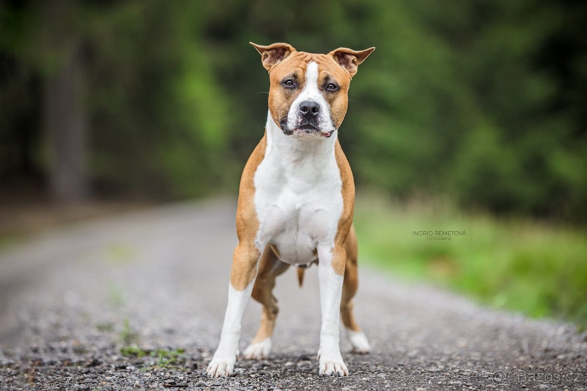 Americký stafordširský teriér - 2