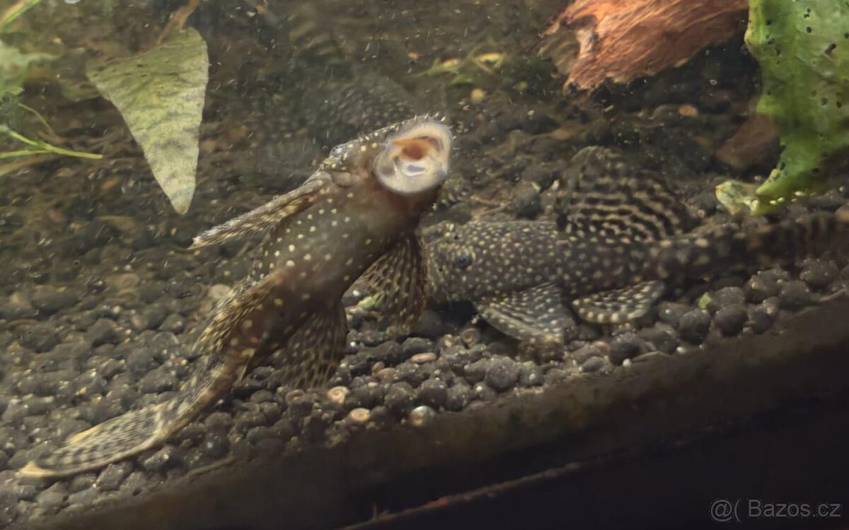 Krunýřovec Ancistrus - 2