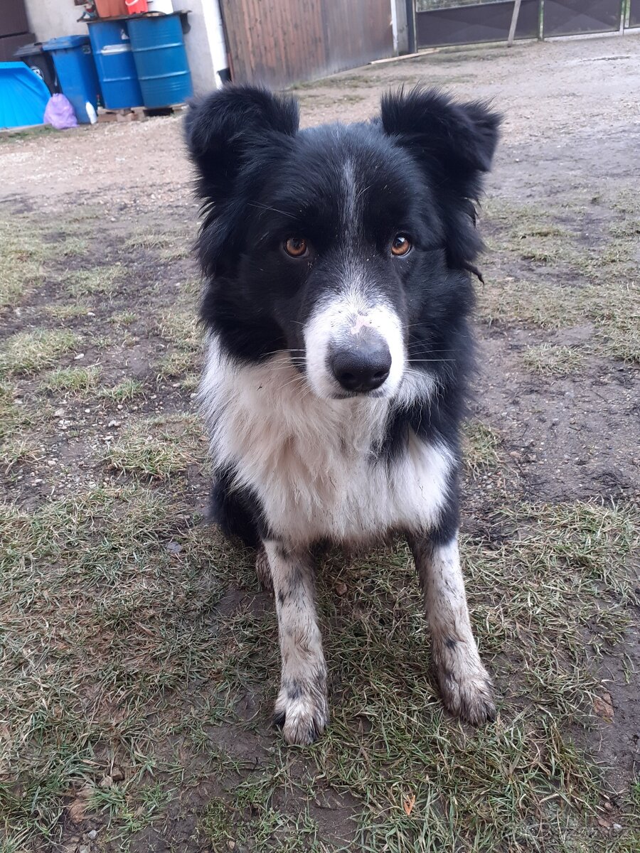 Daruji border kolii - 2