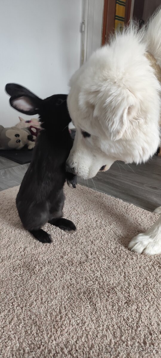 Černý králíci - 2