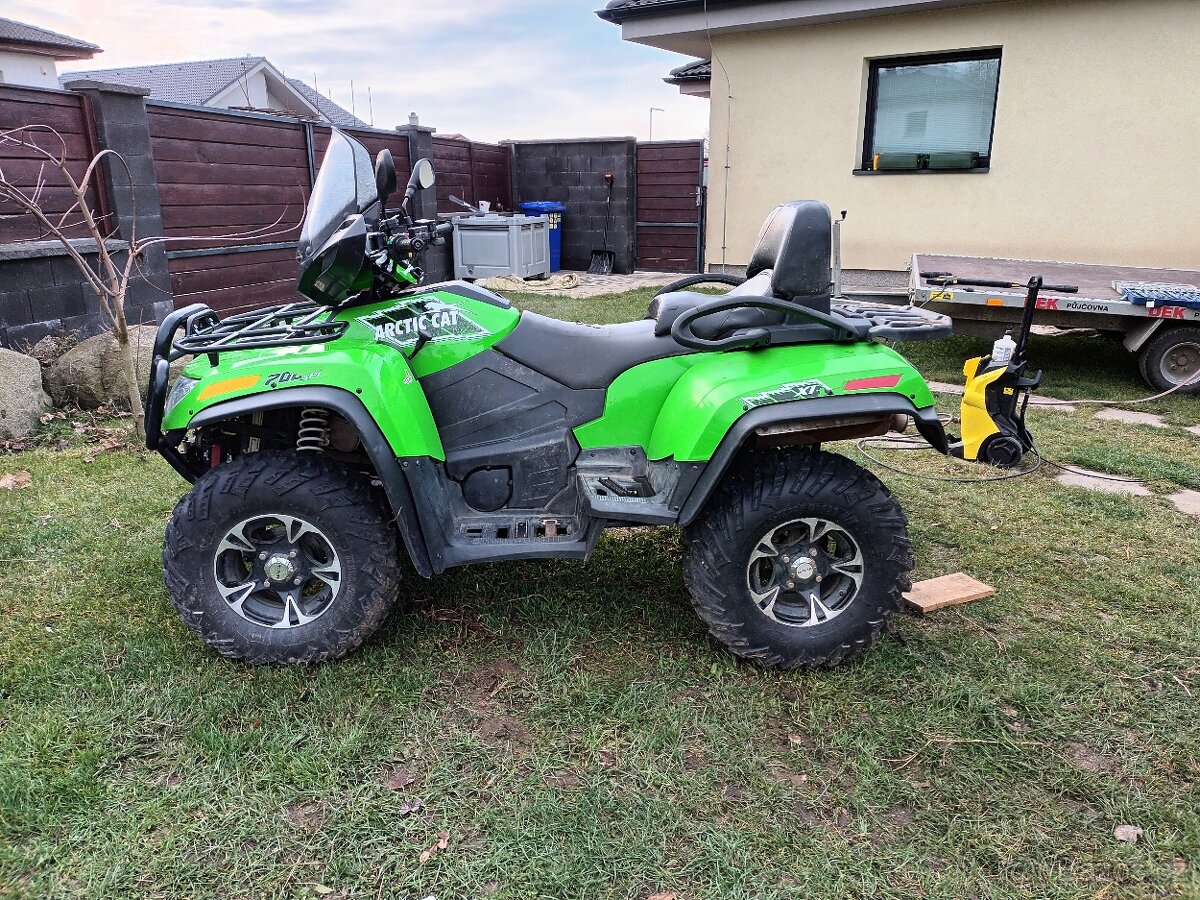 Arctic cat