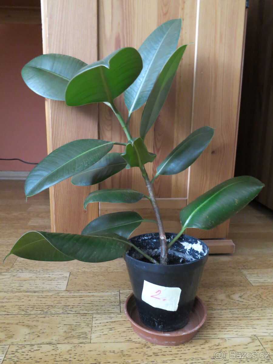 fíkus - 2