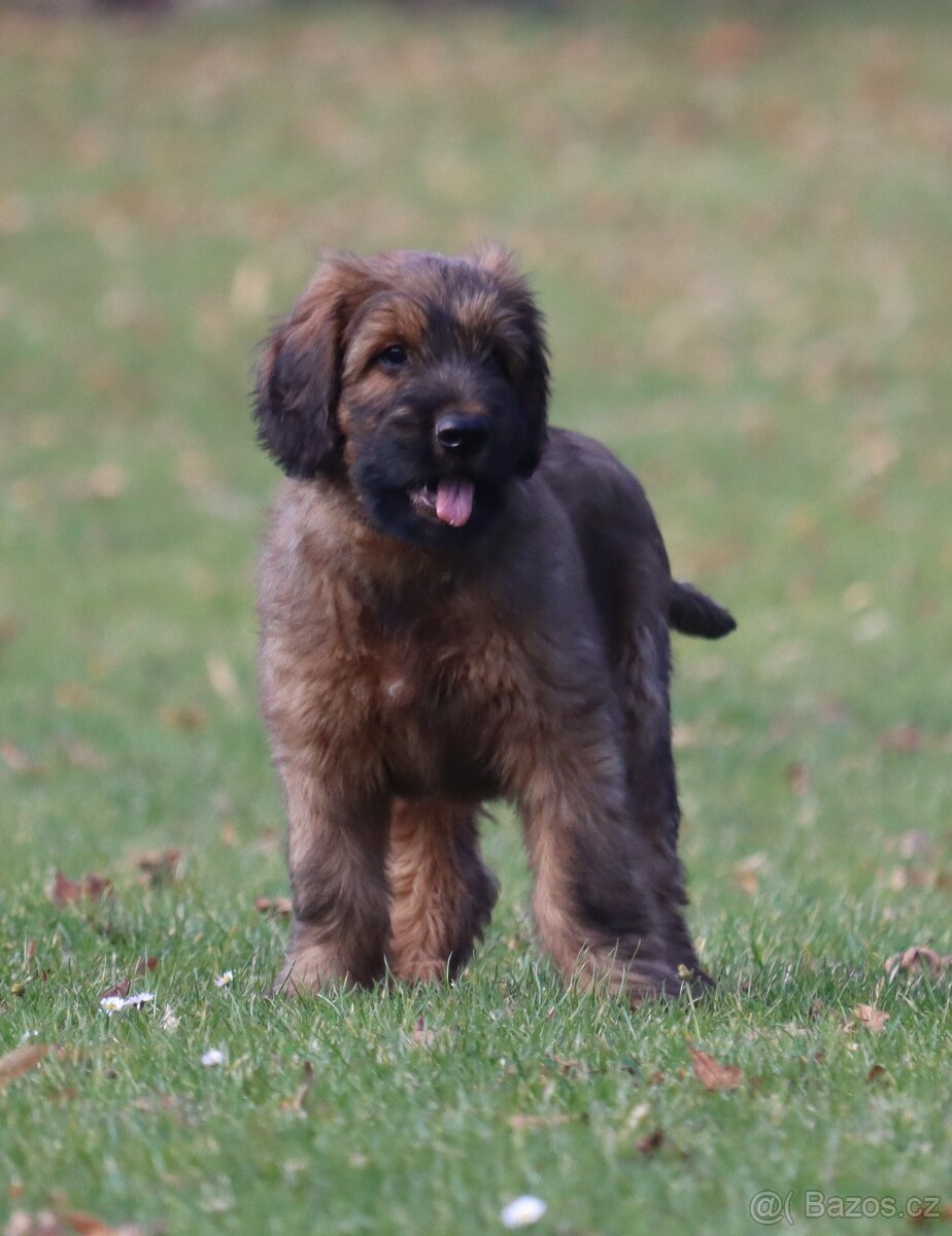 PLAVÁ ŠTĚŇÁTKA BRIARDŮ - 2