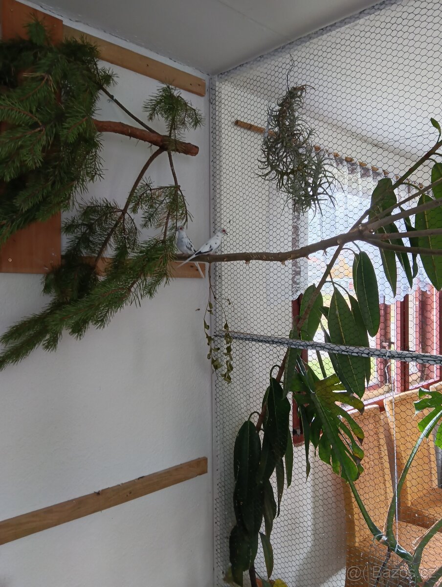 Holoubek diamantový straka - 2