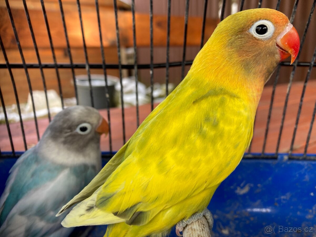 Agapornis Škraboškový - 2