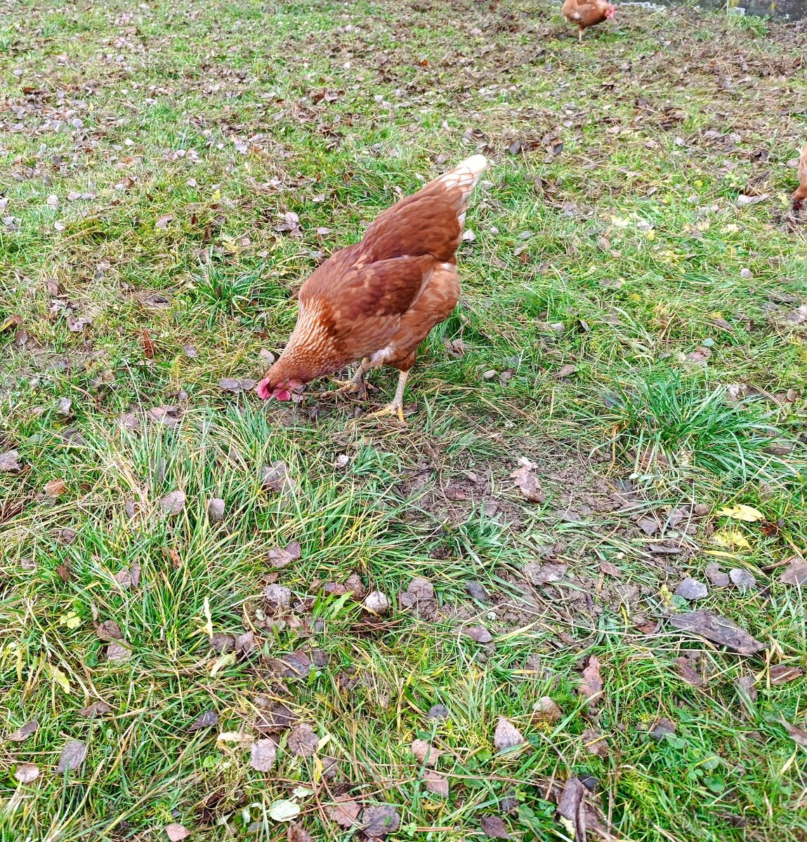 Domácí vajíčka - 2