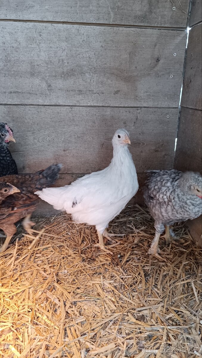 Dvě kuřičky z barevných vajec - 2