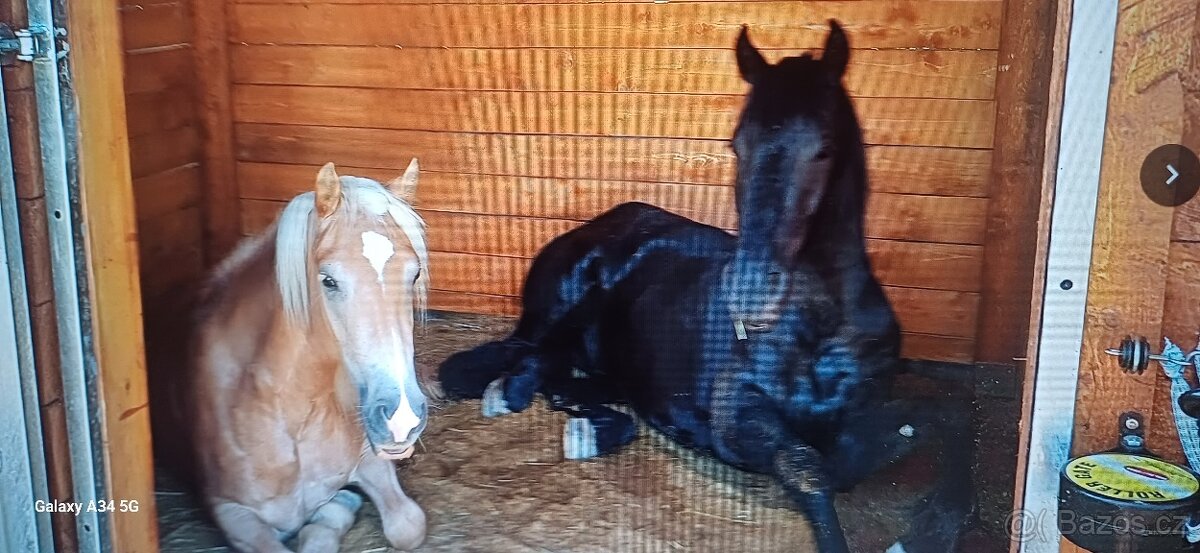 Docházka ke konim - 2