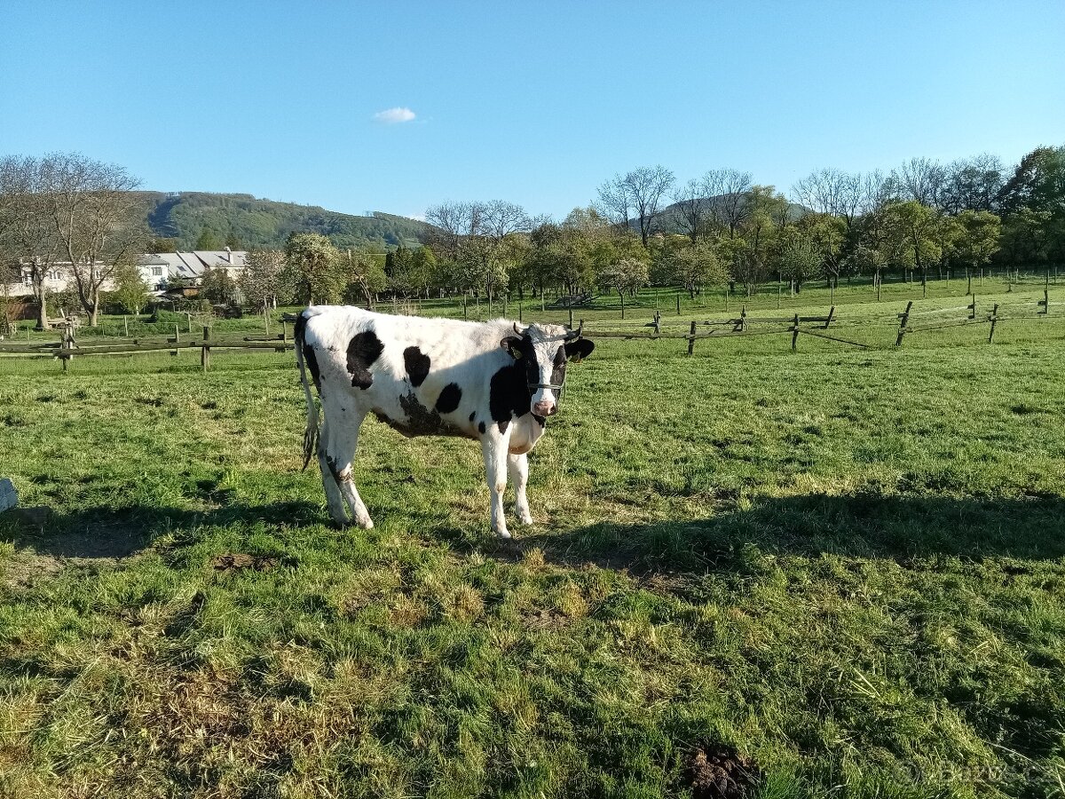 Připuštěna jalovice - 2