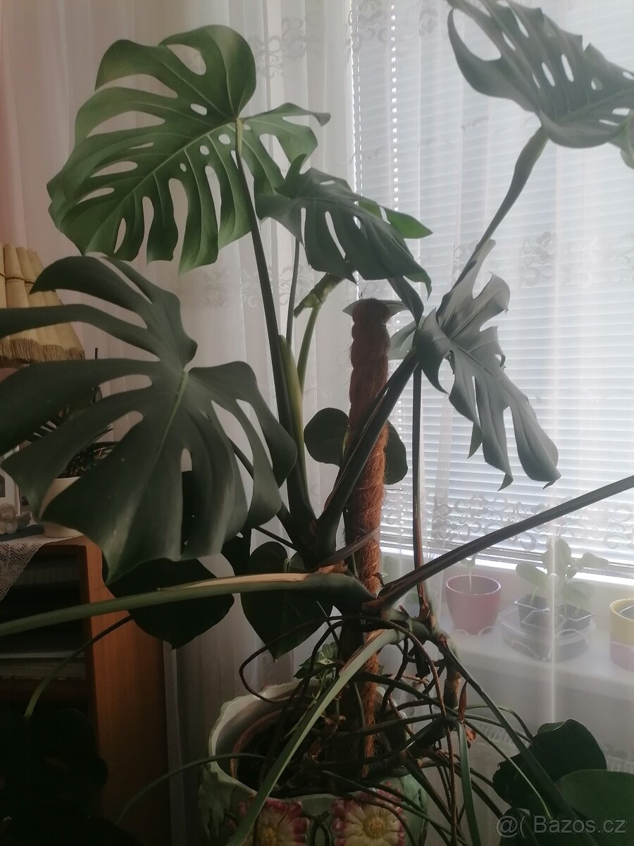 Monstera - 2